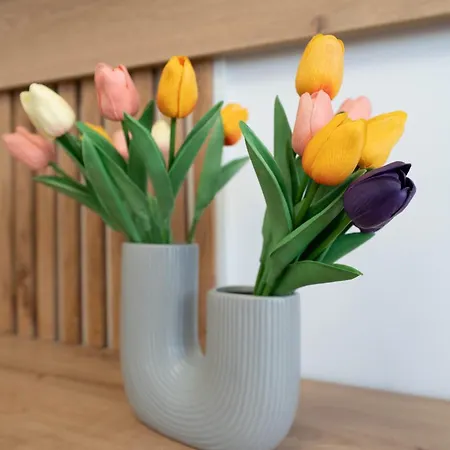 Mohost Veeo - Where Simplicity Feels Rich * Брашов